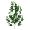 Acer Maple tak x44 70cm