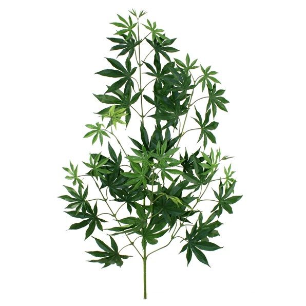 Acer Maple tak x44 70cm
