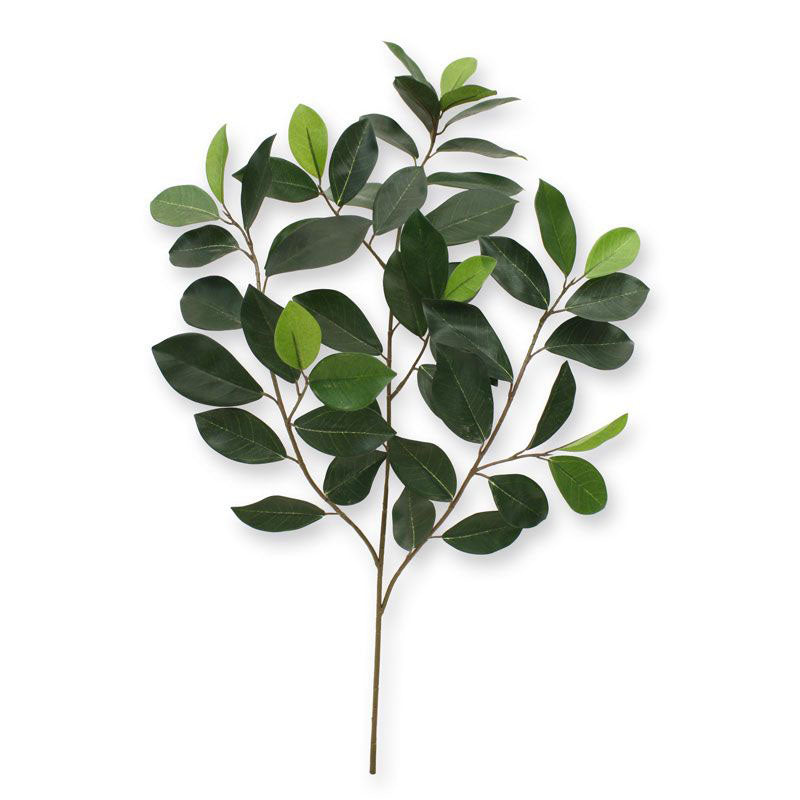 Ficus Compact Tak x 52