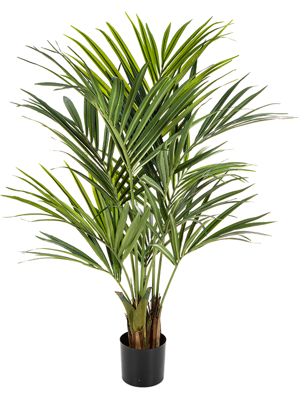 Natural Kentia Palm De Luxe (FR) 140 cm