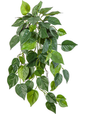 Philondendron Hanging Bush (FR) 70 cm