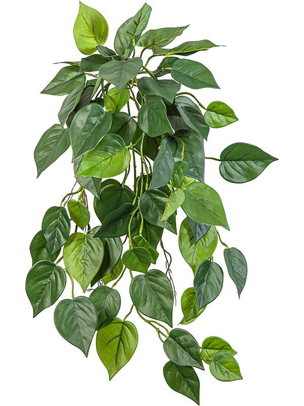 Philondendron Hanging Bush (FR) 70 cm