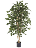 Ficus Exotica Tree (FR) 120 cm