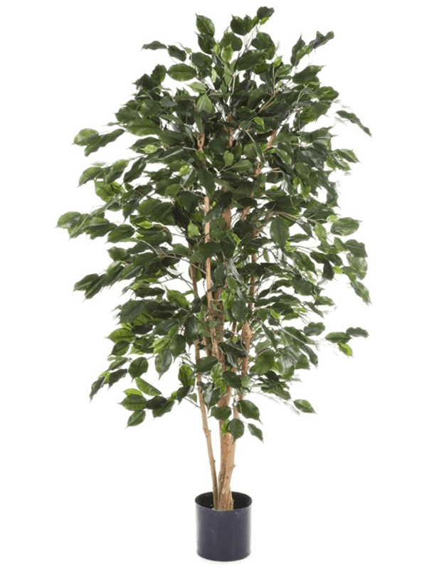 Ficus Exotica Tree (FR) 120 cm