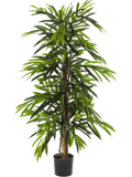 Ficus Longifolia Vertakt (FR) 150 cm