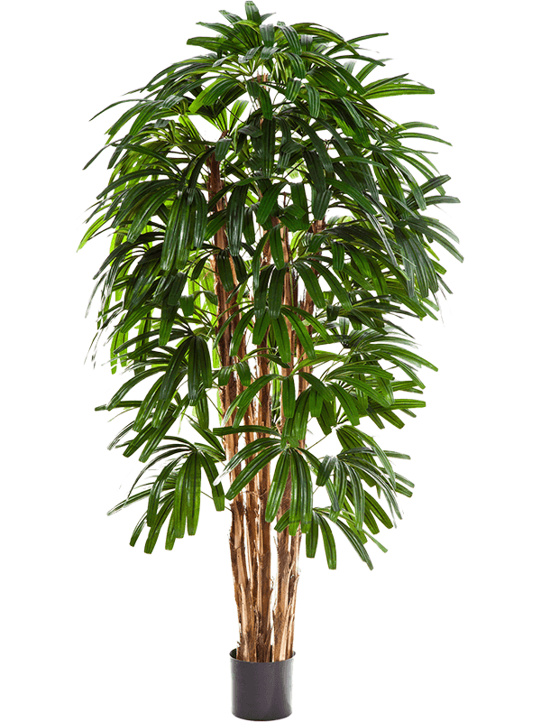 Rhapis Toef (FR) 180 cm