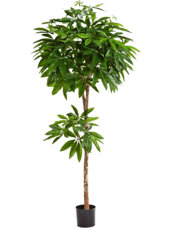 Pachira Bol (FR) 180 cm