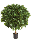 Laurus Nobilis Bol Op Stam (FR) 80 cm