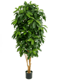 Schefflera Vertakt (FR) 170 cm