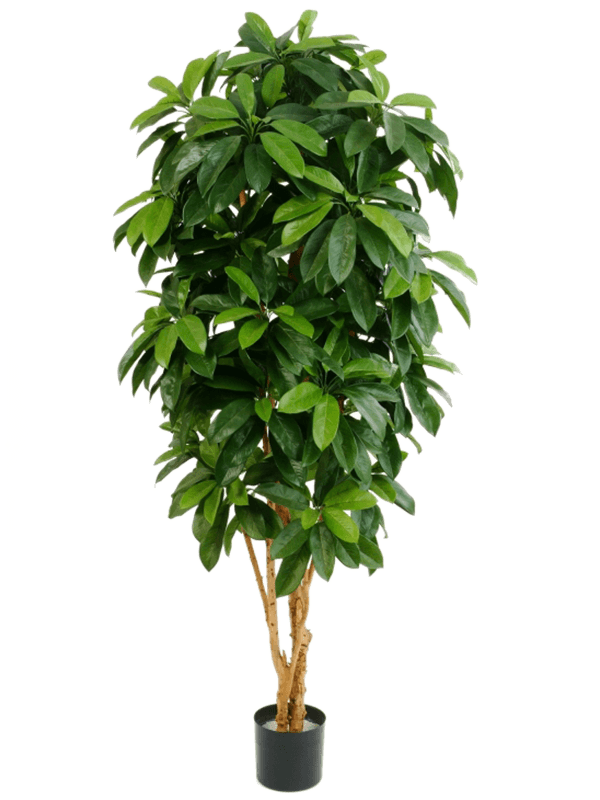 Schefflera Vertakt (FR) 170 cm
