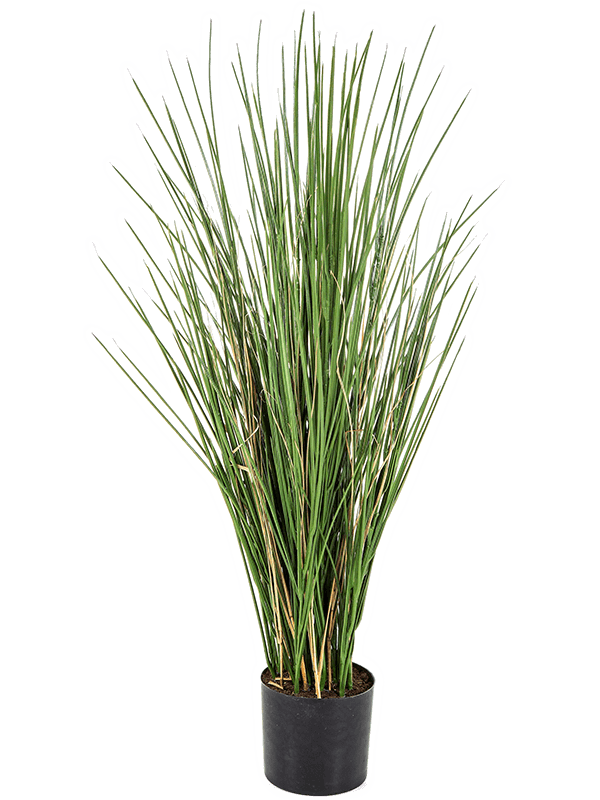 Honey Grass Bush With Pot (FR) 80 cm