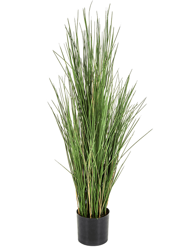 Honey Grass Bush With Pot (FR) 120 cm