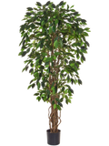 Ficus Liana Natural Trunk (FR) 150 cm