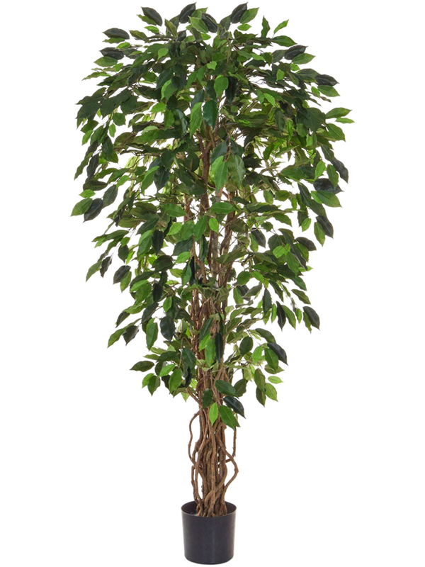 Ficus Liana Natural Trunk (FR) 150 cm