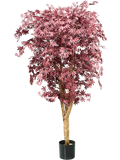 Japanese Maple Multi Trunk FR 250 cm