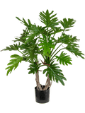 Philodendron Bush (FR) 76 cm