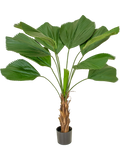 Palm Grandis (FR) 110 cm