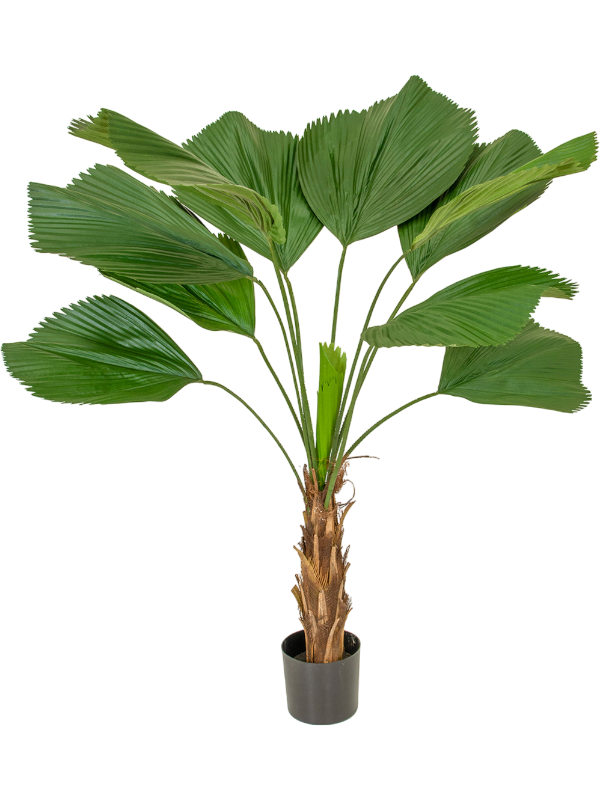 Palm Grandis (FR) 110 cm