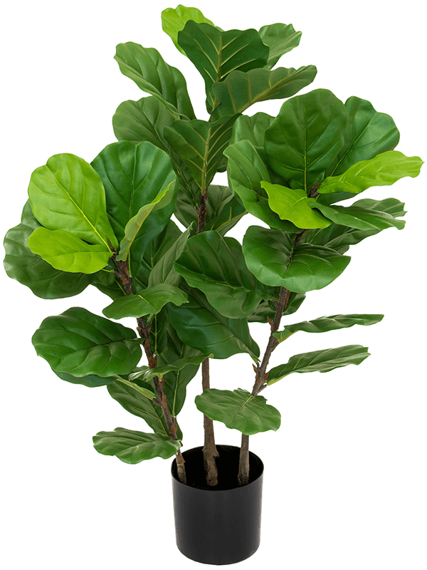 Fiddle Tree Bush (FR) 90 cm