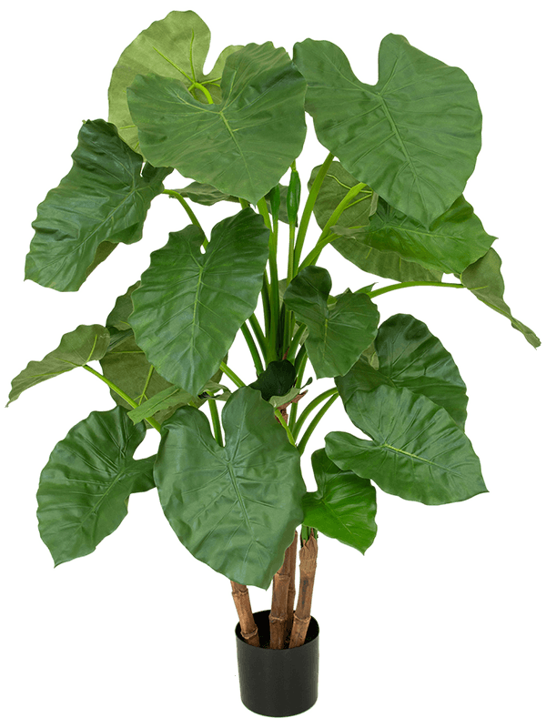 Alocasia Bush (FR) 120 cm