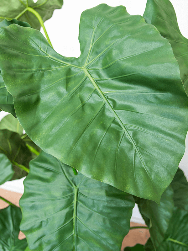 Alocasia Bush (FR) 120 cm