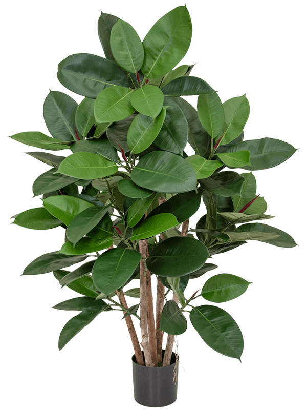 Ficus Elastica Bush (FR) 98 cm