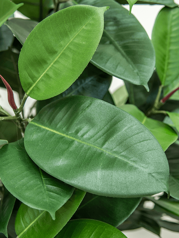 Ficus Elastica Bush (FR) 98 cm