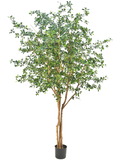 Olive Oriental Tree (FR) 400 cm