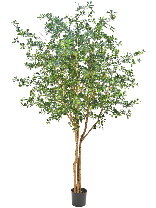 Olive Oriental Tree (FR) 400 cm
