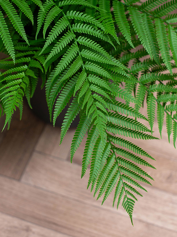 Alsophila Fern (FR) 85 cm
