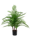 Alsophila Fern (FR) 85 cm
