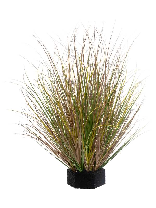 Grass Green Variegated(FR) 50 cm