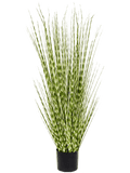 Zebra Grass (FR) 137 cm