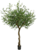 Olive Bush (FR) 230 cm