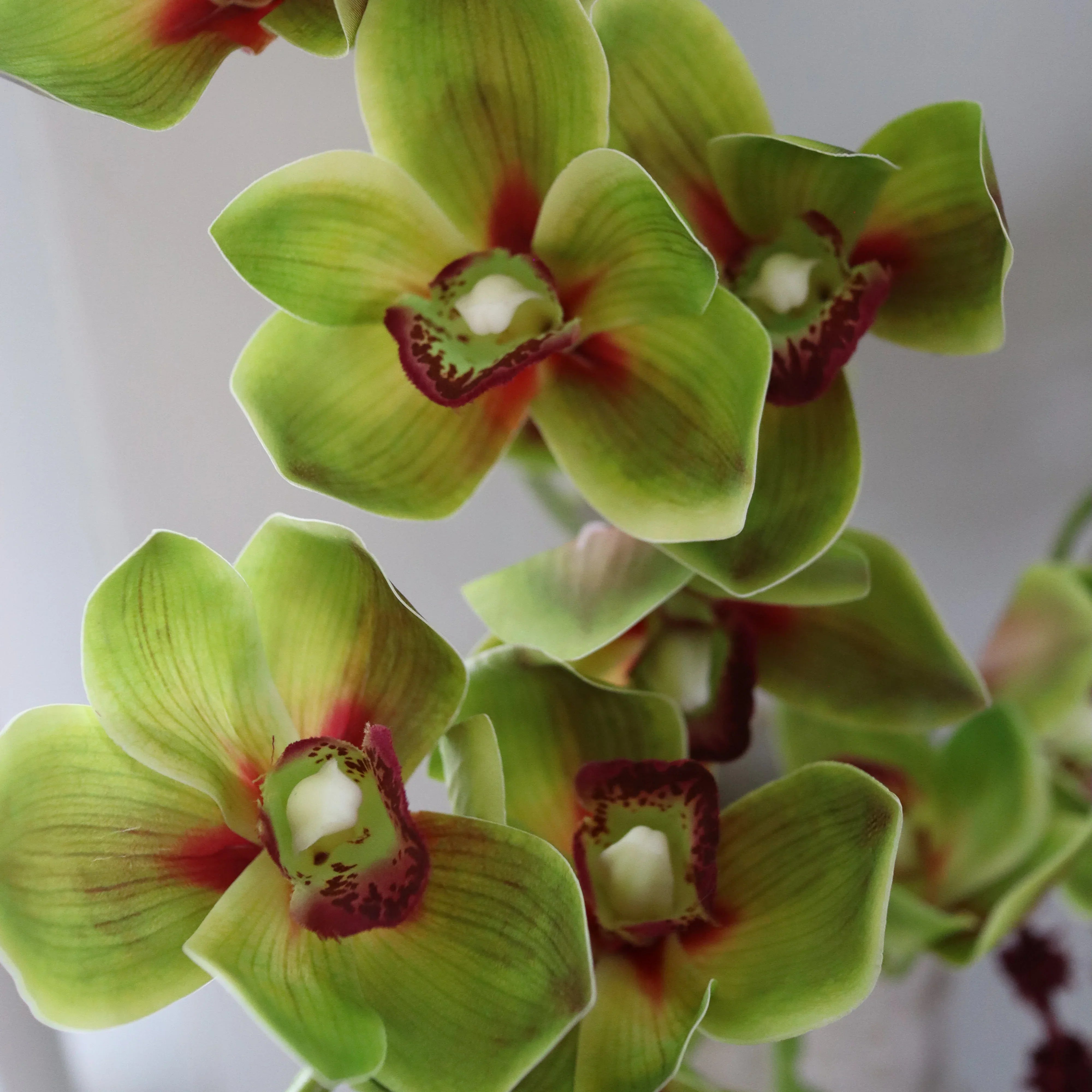 Velvet Vine Met Large Earth