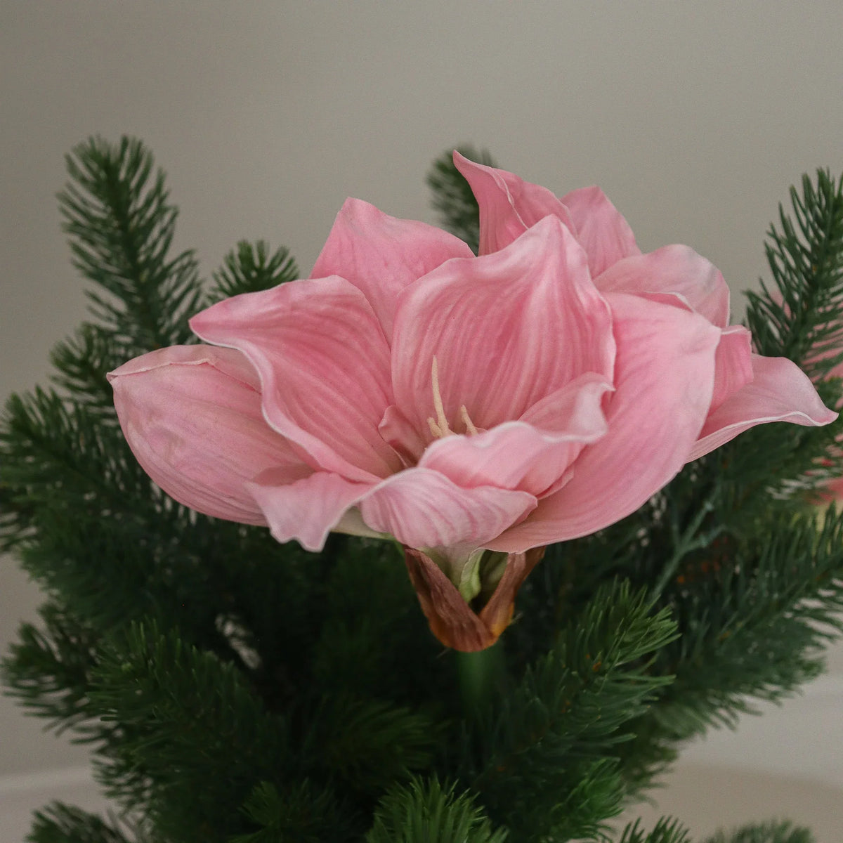 Pink Still