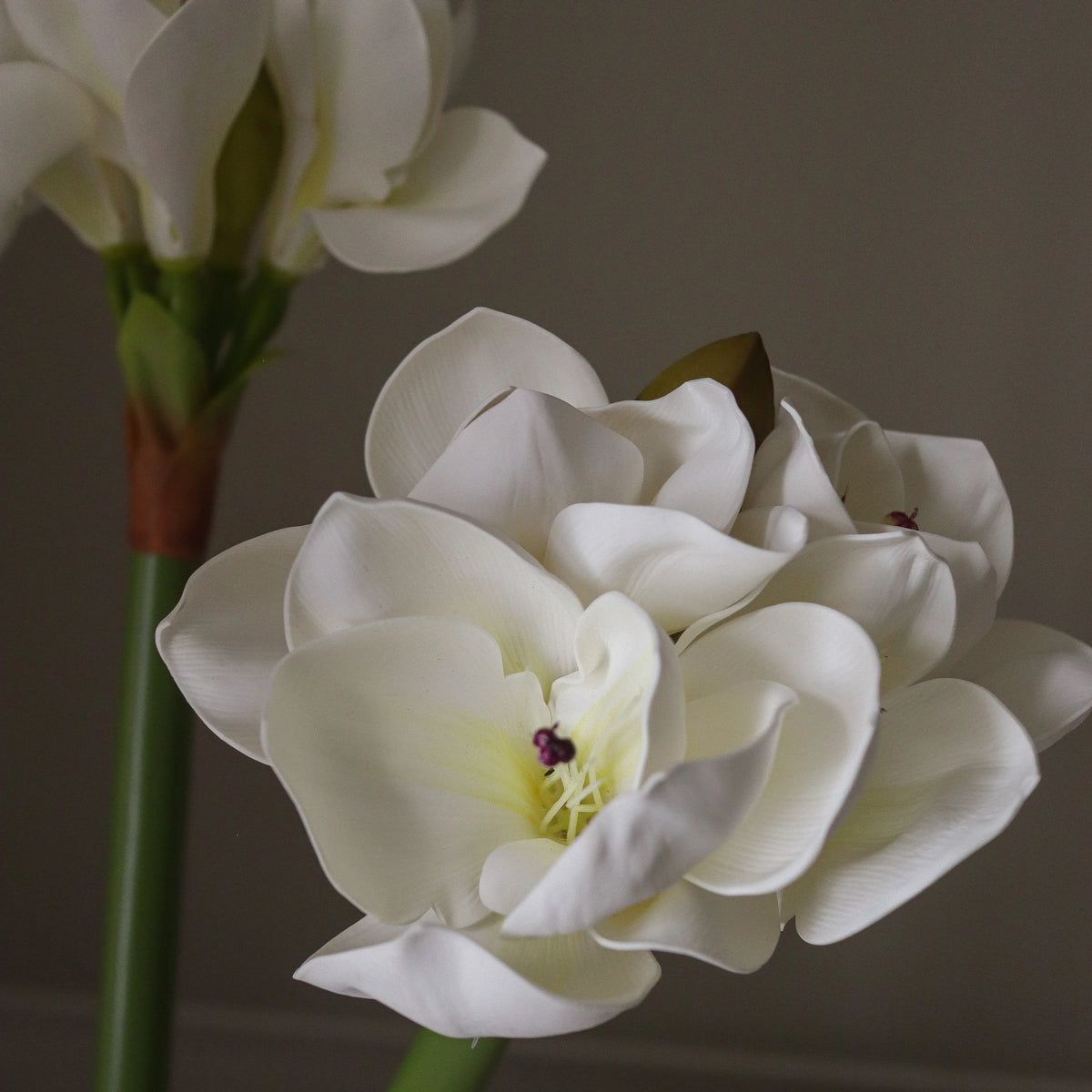 White Amaryllis Bouquet