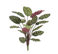 Red Calathea Makoyana Kunstplant 60cm