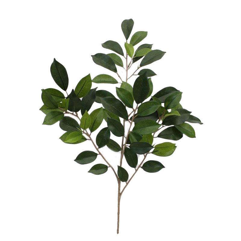 Ficus Folia Tak
