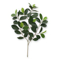 Ficus Compact Tak x 52