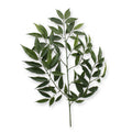 Shirakashi Tak x83