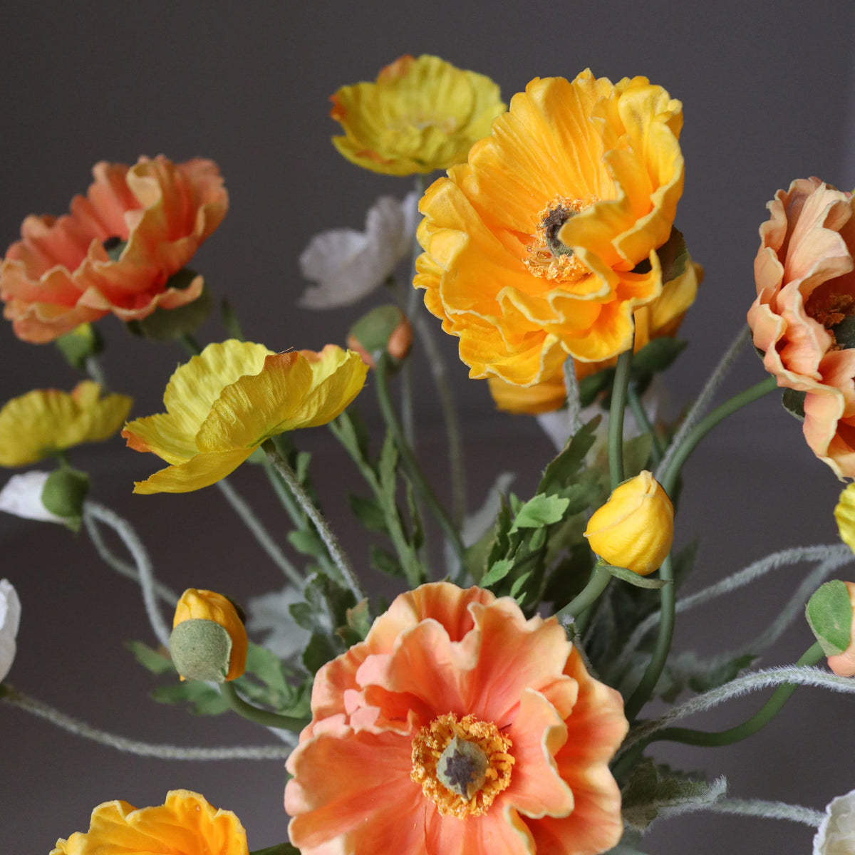 Apricot