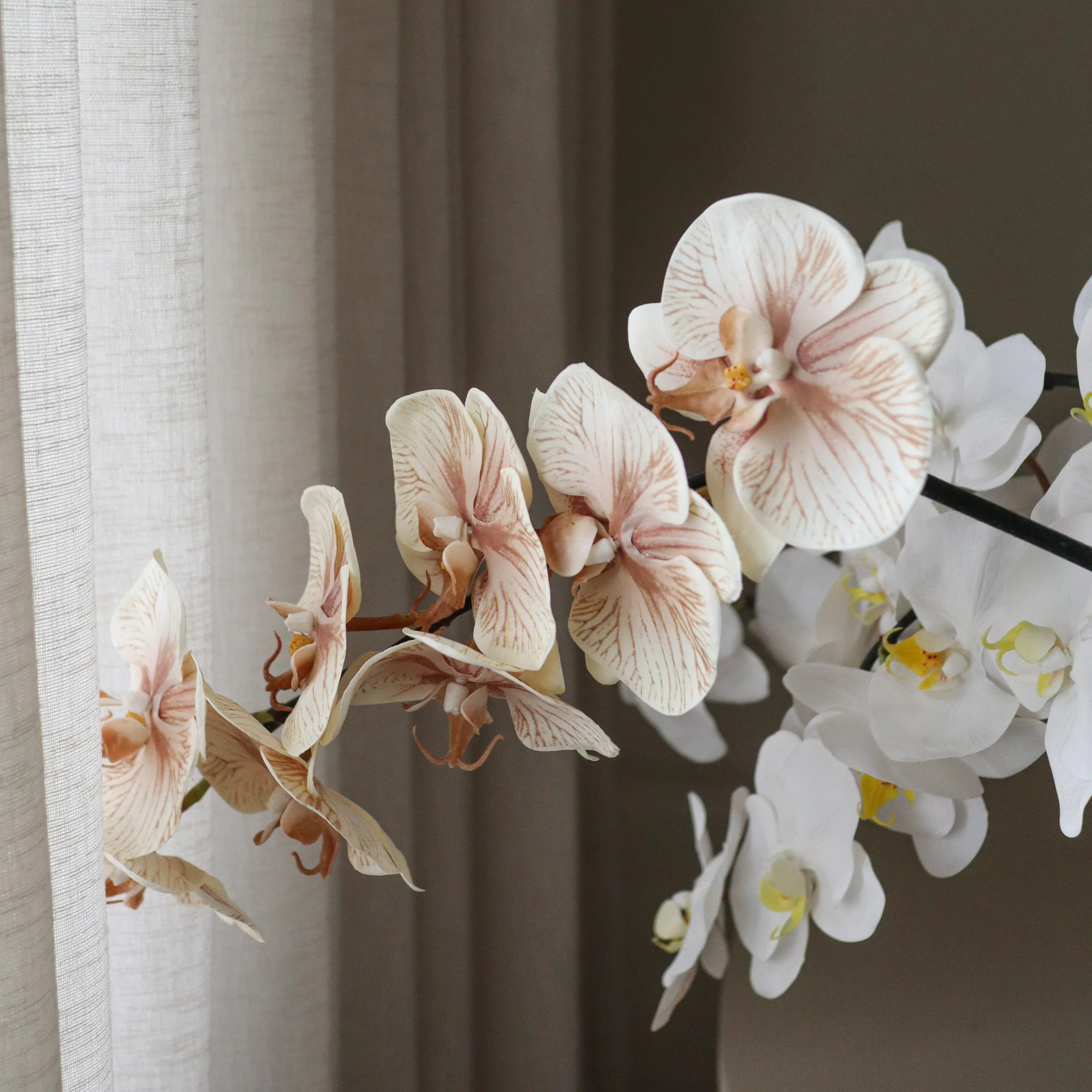 Orchid Study