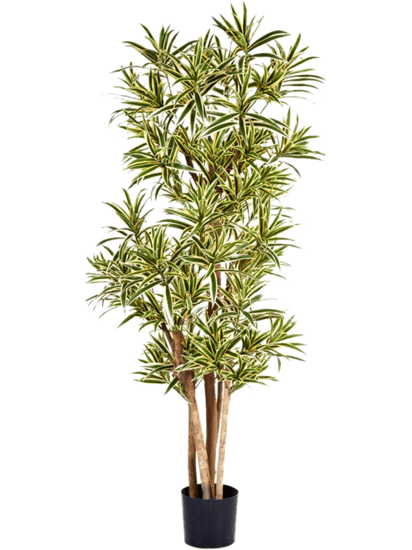 Dracaena Reflexa Vertakt (FR) 150 cm
