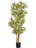 Dracaena Reflexa Vertakt 180 cm
