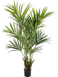 Natural Kentia Palm De Luxe (FR) 172 cm