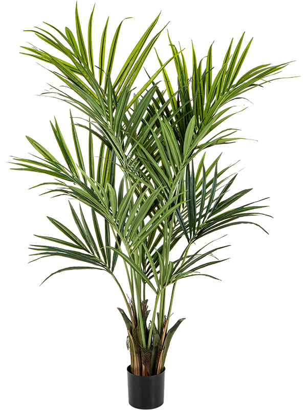 Natural Kentia Palm De Luxe (FR) 172 cm