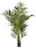 Natural Kentia Palm De Luxe (FR) 225 cm