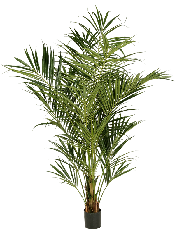 Natural Kentia Palm De Luxe (FR) 225 cm