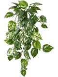 Pothos Hanging Bush (FR) 70 cm